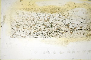 Plane Polarized, S85725