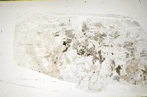 Plane Polarized, S85727