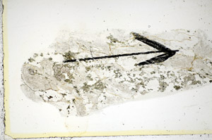 Plane Polarized, S85729
