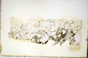 Plane Polarized, S85731