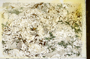 Plane Polarized, S85734