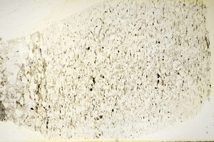 Plane Polarized, S85740