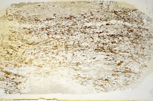 Plane Polarized, S85753