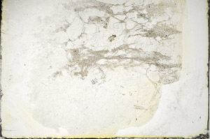 Plane Polarized, S85754