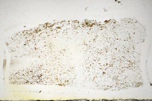 Plane Polarized, S85763