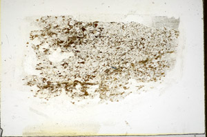 Plane Polarized, S85764