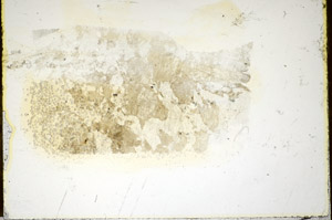 Plane Polarized, S85770