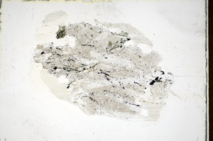 Plane Polarized, S85773