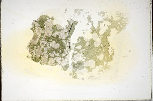 Plane Polarized, S85780
