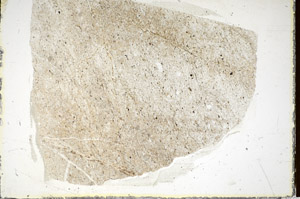 Plane Polarized, S85782