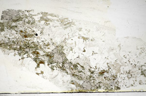 Plane Polarized, S85795