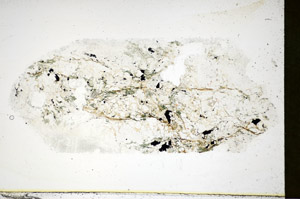 Plane Polarized, S85809