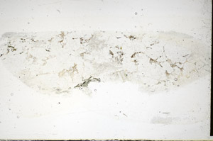 Plane Polarized, S85810