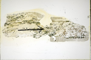 Plane Polarized, S85814