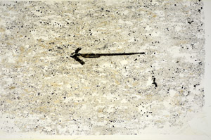 Plane Polarized, S85817