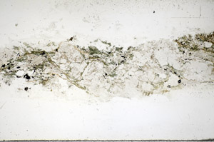 Plane Polarized, S85822