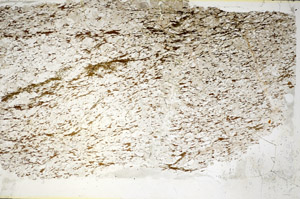 Plane Polarized, S85824