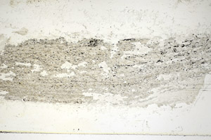 Plane Polarized, S85835