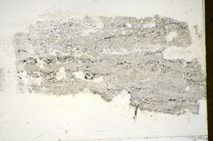 Plane Polarized, S85837