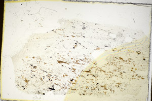 Plane Polarized, S85838