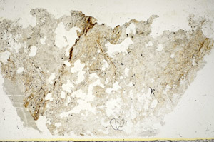 Plane Polarized, S85842