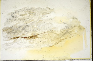 Plane Polarized, S85844