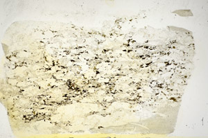 Plane Polarized, S85852