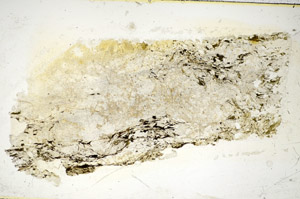 Plane Polarized, S85858