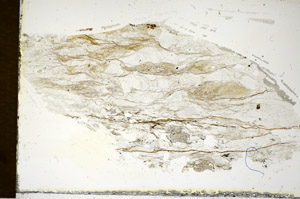 Plane Polarized, S85864