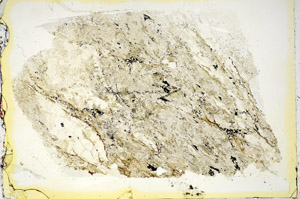 Plane Polarized, S85869