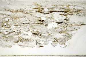 Plane Polarized, S85871
