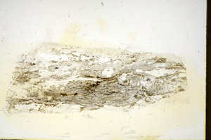 Plane Polarized, S85876
