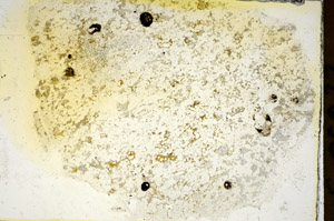Plane Polarized, S85877