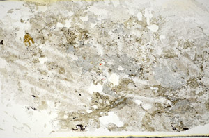 Plane Polarized, S85887