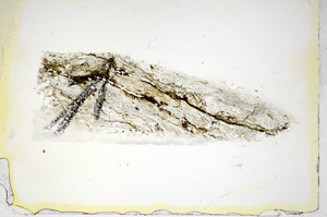 Plane Polarized, S85890