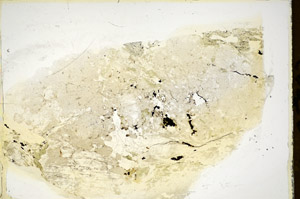 Plane Polarized, S85892