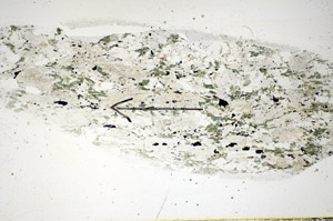 Plane Polarized, S85893
