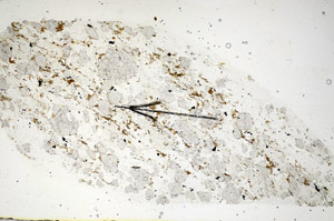 Plane Polarized, S85894
