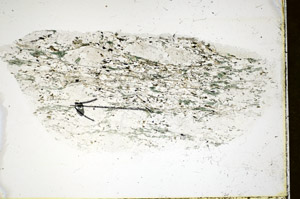 Plane Polarized, S85895