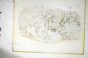 Plane Polarized, S85898
