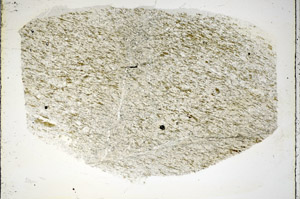 Plane Polarized, S85909