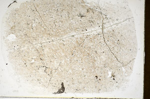 Plane Polarized, S85923
