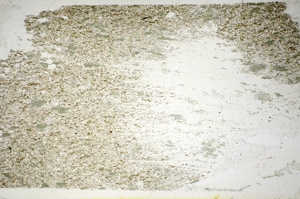 Plane Polarized, S85925