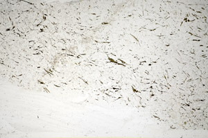 Plane Polarized, S85930