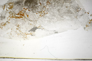 Plane Polarized, S85934