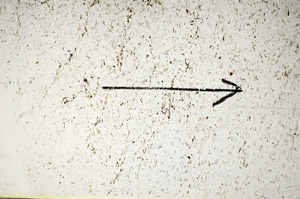 Plane Polarized, S85977