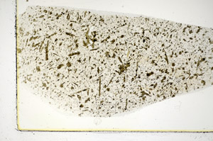 Plane Polarized, S85978