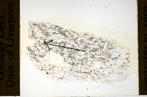 Plane Polarized, S85983