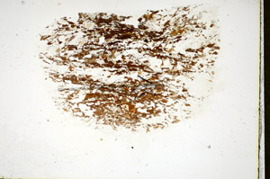 Plane Polarized, S85985