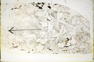 Plane Polarized, S85986
